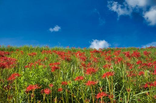 曼殊沙華の畦道と秋空 曼殊沙華の畦道と秋空の写真