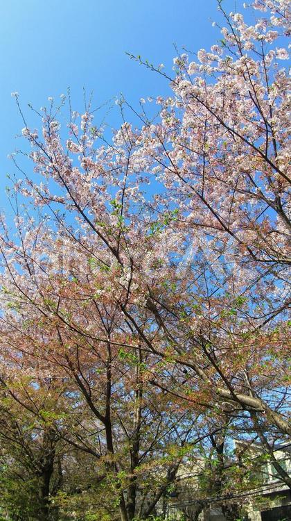 散り始めた桜と青空 桜,散り始め,青空の写真素材