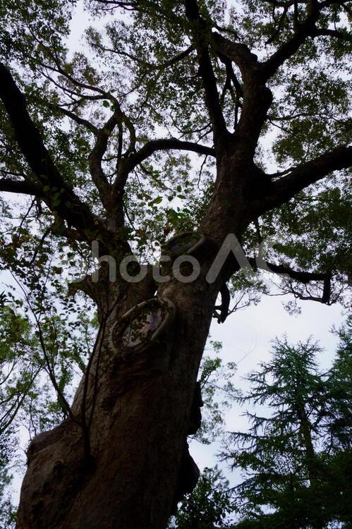 秋の神宮外苑の欅 欅,葉,風景の写真素材