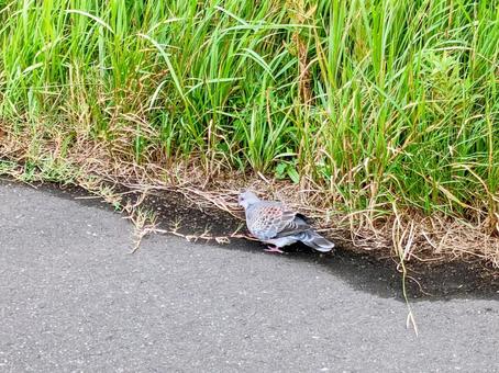 河原にいた鳩 河原にいた鳩の写真