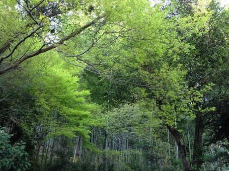 初夏の山 初夏の山の写真