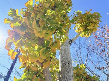 秋の日差しに透ける銀杏の葉 いちょう,銀杏,黄葉の写真素材
