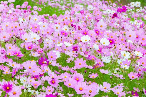 コスモス10 コスモス10 コスモス,花,秋桜の写真素材