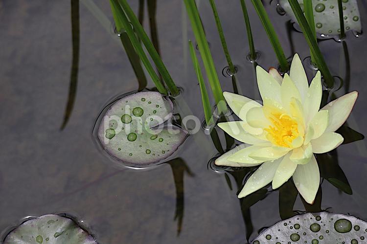 水辺に咲く睡蓮の花 綺麗,美しい,可愛いの写真素材