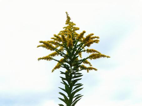 セイタカアワダチソウ セイタカアワダチソウ セイタカアワダチソウ,代萩,花の写真素材