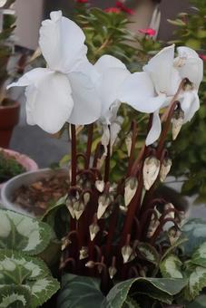 王冠を飾る花 シクラメン,花,自然の写真素材