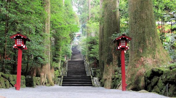 晩夏朝の箱根神社参道 晩夏朝の箱根神社参道 箱根神社,晩夏,参道の写真素材