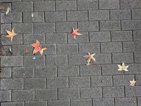 色とりどりの落ち葉 色とりどりの落ち葉 葉,落ち葉,落葉の写真素材