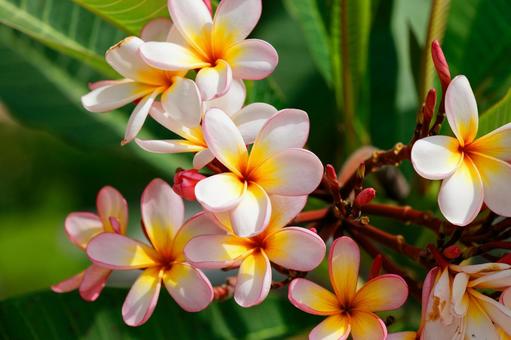 プルメリア プルメリアの写真