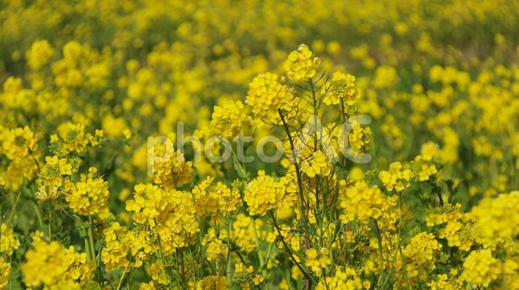 南伊豆の菜の花 菜花,ナノハナ,春の写真素材