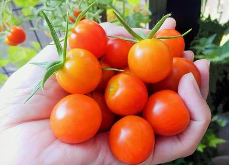 ミニトマトの収穫、手持ちトマト ミニトマトの収穫、手持ちトマト ミニトマト,トマト,野菜の写真素材