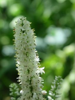 ベロニカの写真