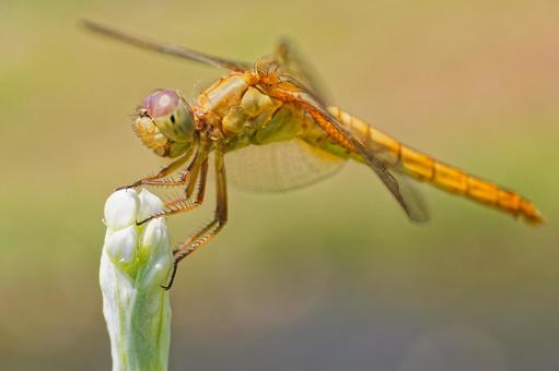 韮の花の蕾に留まるショウジョウトンボの雌 韮の花の蕾に留まるショウジョウトンボの雌の写真