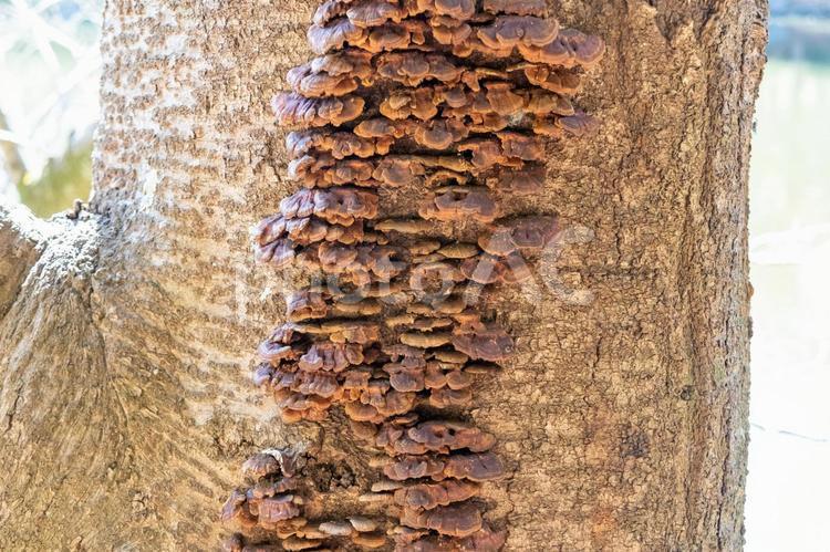 木に生えたキノコ キノコ,きのこ,木の写真素材