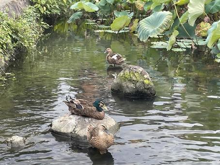 水辺で遊ぶ鴨 水辺で遊ぶ鴨 鴨,水鳥,川の写真素材