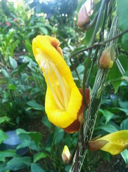 花 花の写真