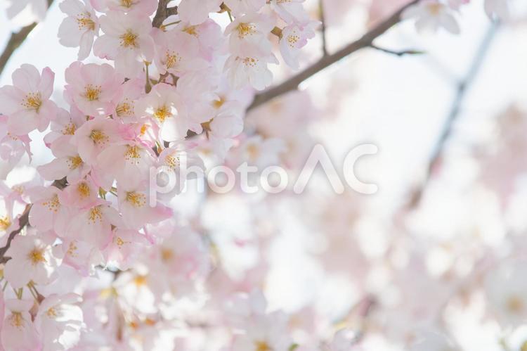 桜　２０　（ジンダイアケボノ） 桜,満開,開花の写真素材