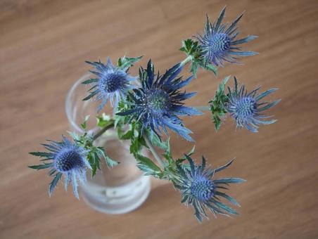エリンジウム＊花瓶 エリンジウム,エキゾチック,青い花の写真素材