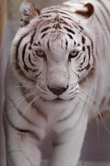 ホワイトタイガー ホワイトタイガー,虎,動物の写真素材
