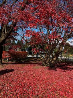 真っ赤に染まる秋 真っ赤に染まる秋 真っ赤,イロハカエデ,紅葉の写真素材
