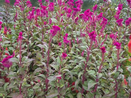 紫の花 紫の花の写真