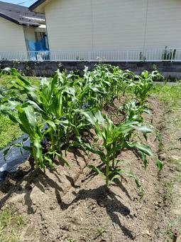 とうもろこし畑 とうもろこし畑,とうもろこし,コーンの写真素材