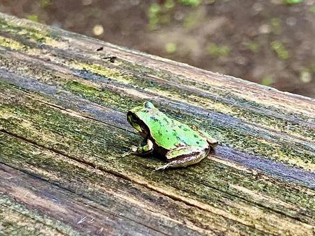 雨上がりの小さな訪問者の後ろ姿 雨上がりの小さな訪問者の後ろ姿 アマガガエル,カエル,蛙の写真素材