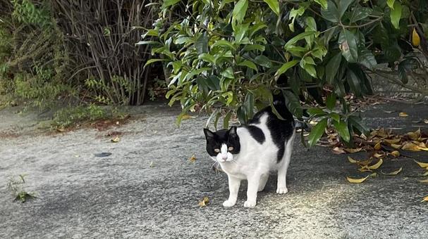 昼下がりに猫 昼下がりに猫の写真