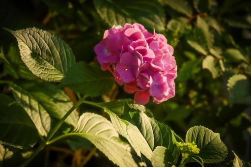 紫陽花 紫陽花の写真