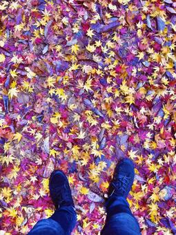 紅葉の絨毯 紅葉,落ち葉,秋の写真素材