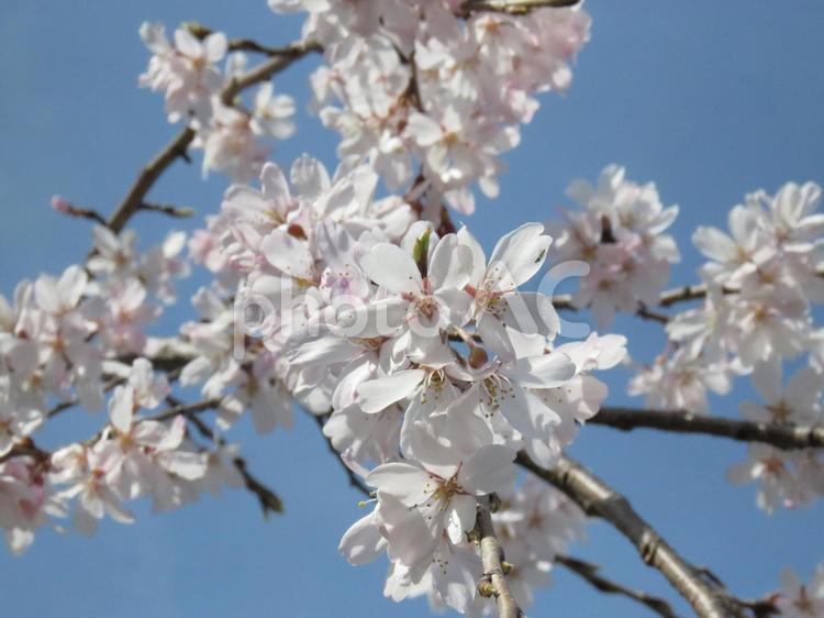 枝垂れ桜 枝垂れ桜,桜,春の写真素材