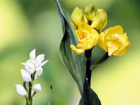 キンランギンラン キンラン,ギンラン,欄の写真素材