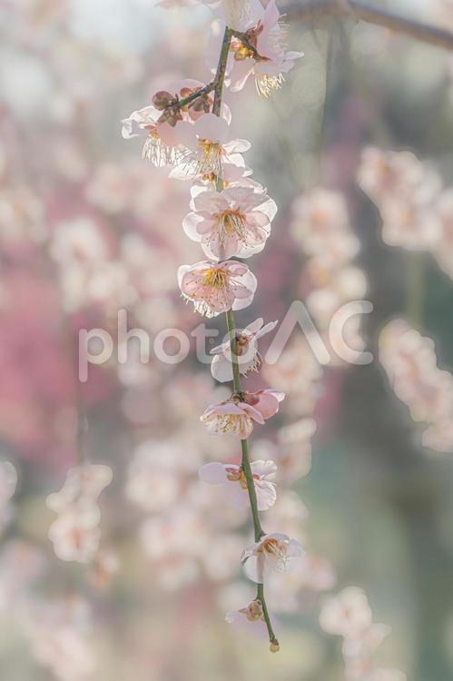 ふわふわピンクの枝垂れ梅 しだれ梅,梅の花,ピンクの写真素材