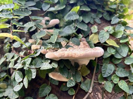 コフキサルノコシカケ コフキサルノコシカケ,サルノコシカケ,キノコの写真素材