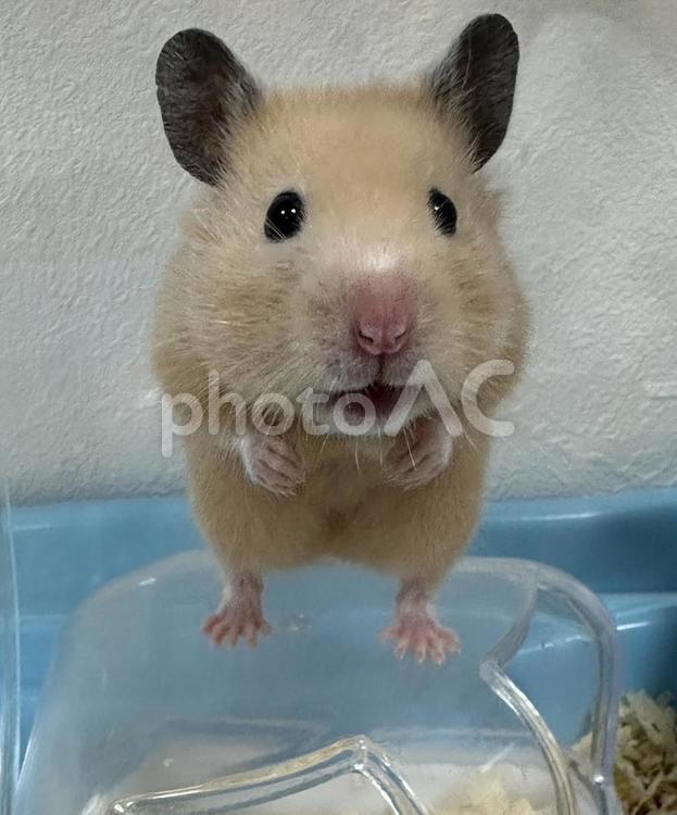 ハムスターと一緒に遊んで ハムスター,可愛い,家族の写真素材