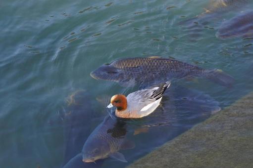 鯉と泳ぐヒドリガモ 鯉と泳ぐヒドリガモの写真