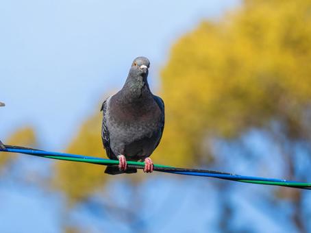 電線にとまるドバト 電線にとまるドバト ドバト,カワラバト,動物の写真素材