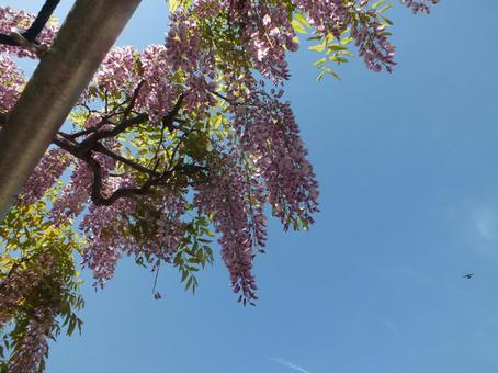 藤の花の房と青空 藤,鳥,春の写真素材
