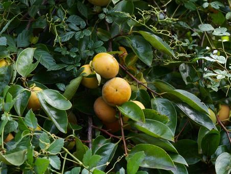 柿 柿,秋,作物の写真素材