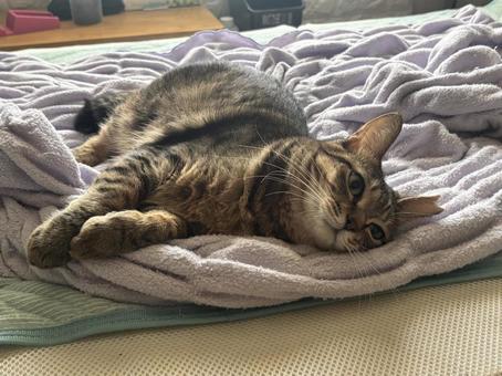 のんびり猫 のんびり猫の写真