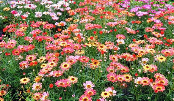 カラフルなマーガレット花壇 カラフルなマーガレット花壇 マーガレット,花壇,キク科の写真素材