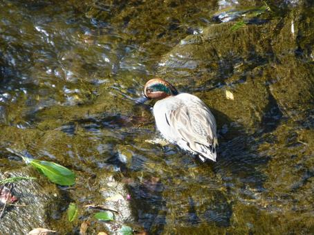 Photo, cogamo, bird, birds, 