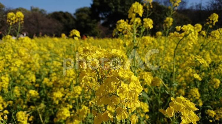 浜離宮の菜の花畑 菜の花,黄色,黄色い花の写真素材