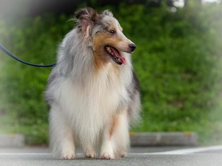 シェットランドシープドッグ(シェルティ) シェットランドシープドッグ(シェルティ)の写真