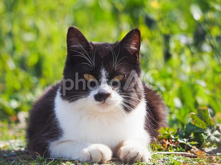 黒白野良ちゃん 野良猫,黒白ぶち,ぶち猫の写真素材