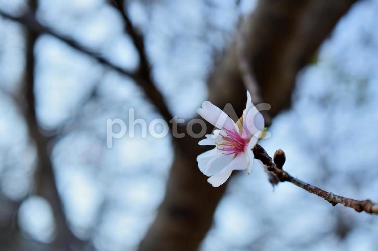 桜 桜,サクラ,さくらの写真素材