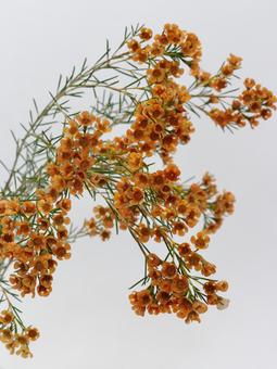 オレンジ色のワックスフラワー 花,ワックスフラワー,植物の写真素材