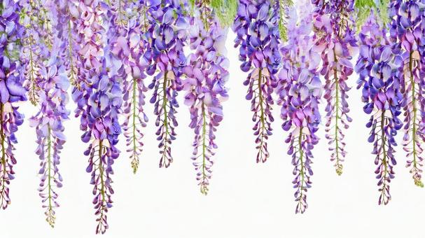 藤イラスト風_AS000001(丈長い) 藤イラスト風_AS000001(丈長い)の写真