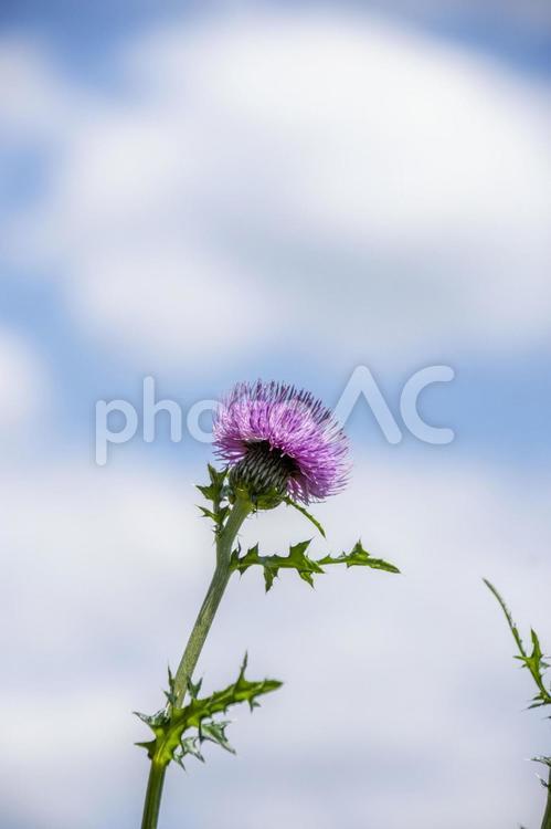 アザミの花 あざみ,花,野山の写真素材