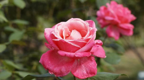 【花の写真】ばらの花 【花の写真】ばらの花 rose,植物,園芸の写真素材